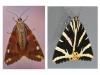 Euplagia quadripunctaria